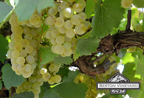 Berton-Vineyards-_slider02_470x320